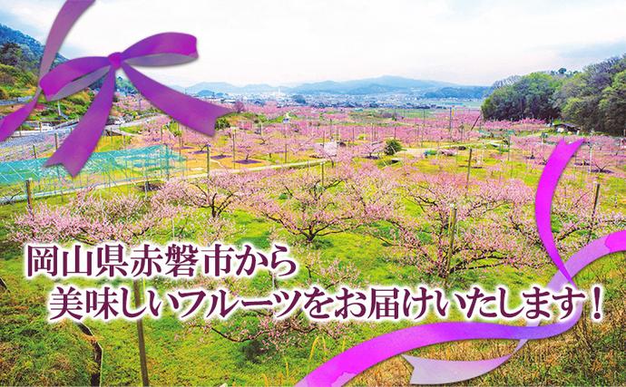 岡山県赤磐市のふるさと納税 ぶどう 2026年 先行予約 ニュー ピオーネ 大粒 大房 1房 650g以上 ブドウ 葡萄 岡山県 赤磐市産 国産 フルーツ 果物 ギフト 赤坂青空市 黒ブドウ 果物類