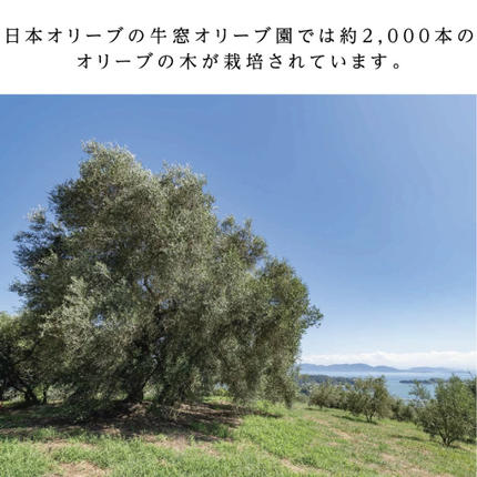 岡山県瀬戸内市のふるさと納税 オリーブオイル 有機栽培 エキストラバージン オリーブ オイル 180g 3本 セット オーガニック 調味料 油 オリーブ油 食用油 ギフト