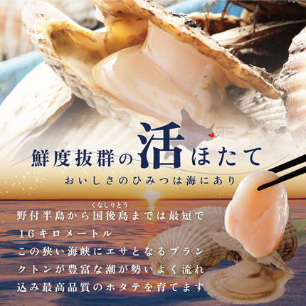 北海道別海町のふるさと納税 【先行予約】特大活ほたて ３kg相当 7～14枚入り＜朝どり新鮮出荷!＞