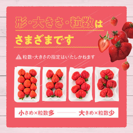 福岡県新宮町のふるさと納税 人気１位獲得謝礼品★限定品★あまおう約１，０８０g（先行受付／２０２７年２月以降発送）.A1609【あまおう】