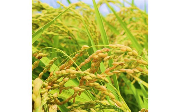 宮城県白石市のふるさと納税 令和7年産　つや姫 精米 10kg 宮城県白石市産【0616501】