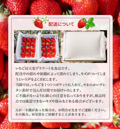 愛知県碧南市のふるさと納税 （予約受付中）【12月以降順次発送】まるで赤いサファイア!!丹精込めた完熟いちご!! 約450g H130-012