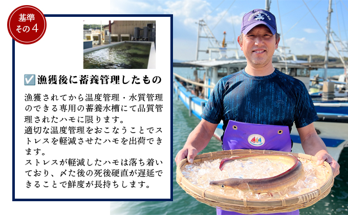 香川県土庄町のふるさと納税 【 小豆島 】テレビで紹介されました！『小豆島島鱧』活け締め骨切り瞬間冷凍 新鮮 海の幸 ハモ