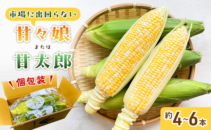 とうもろこし 先行予約 甘々娘 または 甘