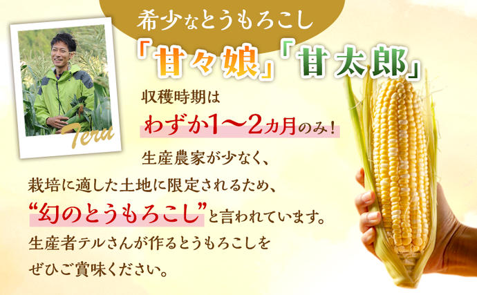 静岡県浜松市のふるさと納税 とうもろこし 先行予約 甘々娘 または 甘太郎 約4～6本 春のテルもろこし 個包装 レンジ調理 レンチン 野菜 夏 旬 冷蔵 冷蔵配送 静岡 静岡県 浜松市 6月下旬頃より順次発送 配送不可：離島