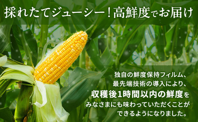 静岡県浜松市のふるさと納税 とうもろこし 先行予約 甘々娘 または 甘太郎 約4～6本 春のテルもろこし 個包装 レンジ調理 レンチン 野菜 夏 旬 冷蔵 冷蔵配送 静岡 静岡県 浜松市 6月下旬頃より順次発送 配送不可：離島