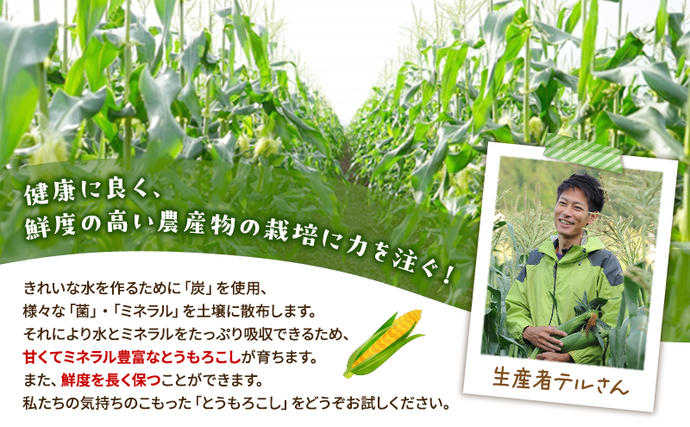 静岡県浜松市のふるさと納税 とうもろこし 先行予約 甘々娘 または 甘太郎 約4～6本 春のテルもろこし 個包装 レンジ調理 レンチン 野菜 夏 旬 冷蔵 冷蔵配送 静岡 静岡県 浜松市 6月下旬頃より順次発送 配送不可：離島
