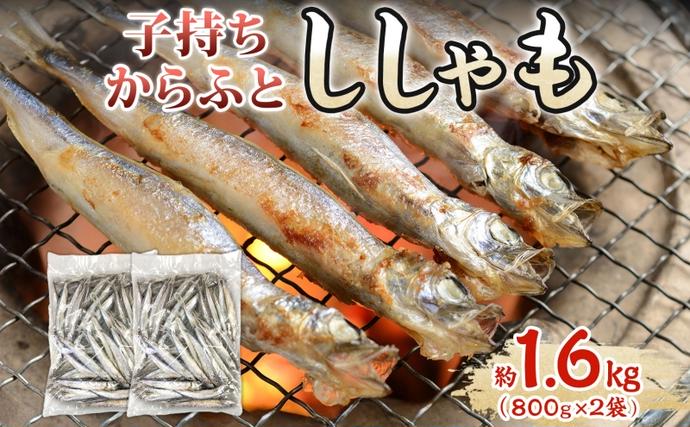 子持ちからふとししゃも 約1.6kg(800g×2) 樺太 魚シシャモ メス