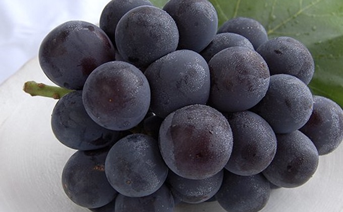 岡山県赤磐市のふるさと納税 桃 ぶどう 2026年 先行予約 白桃 5玉 合計約1.5kg（1玉 約300g） ニューピオーネ 1房 550g 詰合せ もも モモ 葡萄 ブドウ ピオーネ 岡山県産 国産 フルーツ 果物 ギフト 桃茂実苑