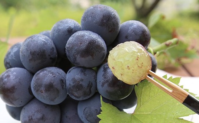 岡山県赤磐市のふるさと納税 桃 ぶどう 2026年 先行予約 白桃 2玉 合計約600g（1玉約300g） シャインマスカット 晴王 ・ ニューピオーネ 各1房 550g以上 もも モモ 葡萄 ブドウ 岡山県産 国産 フルーツ 果物 ギフト 桃茂実苑