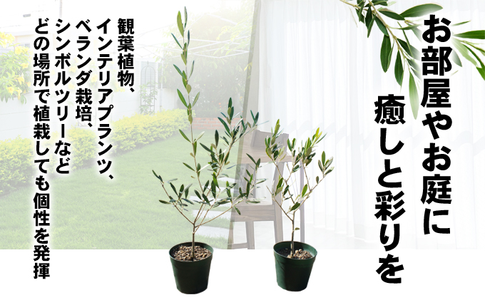 小豆島 】【2026年3月より発送】瀬戸内のオリーブ苗木2本セット 植物