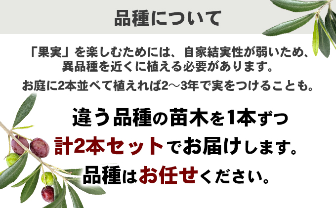 小豆島 】【2026年3月より発送】瀬戸内のオリーブ苗木2本セット 植物