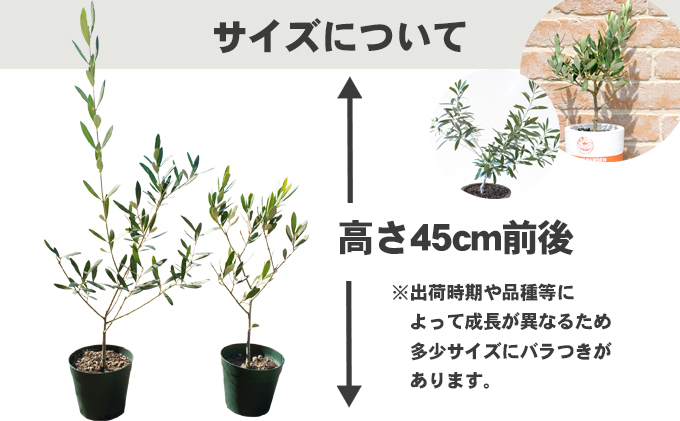 小豆島 】【2026年3月より発送】瀬戸内のオリーブ苗木2本セット 植物