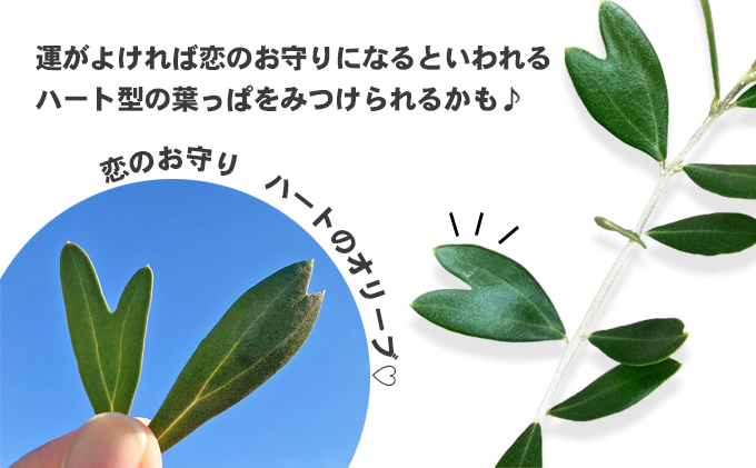 小豆島 】【2026年3月より発送】瀬戸内のオリーブ苗木2本セット 植物 小豆島 】【2026年3月より発送】瀬戸内のオリーブ苗木2本セット 植物