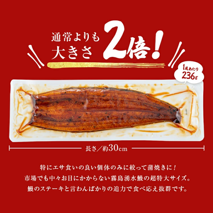 鹿児島県志布志市のふるさと納税 【数量限定】超特大！鹿児島県産 山田水産の霧島湧水鰻(計1400g以上・236g以上×6尾) c5-039-yy