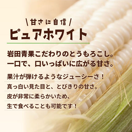 茨城県八千代町のふるさと納税 【先行予約 2026年6月下旬以降発送 】 【 令和8年産 】 深夜採り 朝出荷 白い とうもろこし ピュアホワイト 約 6kg トウモロコシ 期間限定 甘い 生食 [AX028ya]