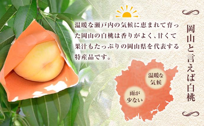 2026年 先行予約】 桃 岡山県産 清水 白桃 約1.5kg(4～6玉) 《2026年7