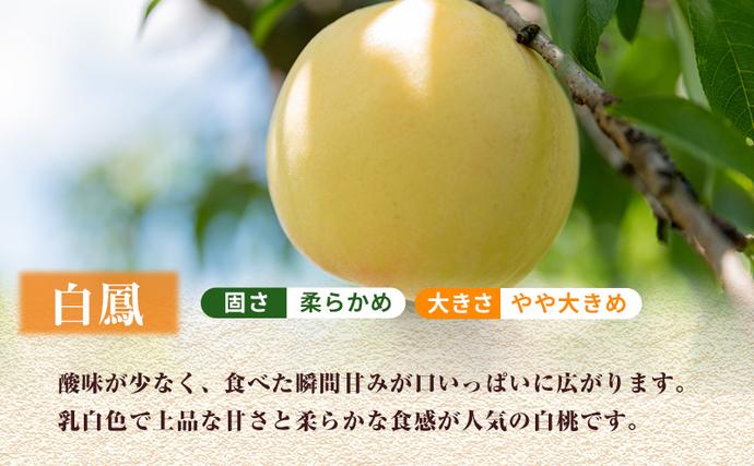 岡山県里庄町のふるさと納税 【 2026年 先行予約】 桃 岡山県産 白鳳 （ 白桃 ） 約2kg（6～8玉） 《2026年7月上旬-中旬頃出荷》 白桃 岡山 はくとう スイーツ フルーツ 果物 先行予約 数量限定 期間限定 岡山 里庄町 モモ もも 桃