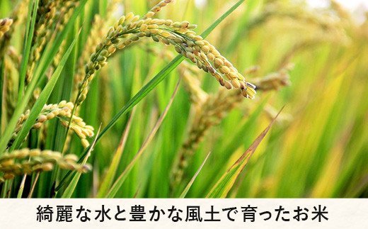 長野県飯綱町のふるさと納税 【 特Aのサブスク / 定期便 】 精米 コシヒカリ 5kg × 6回 【 6カ月 定期便 】 ( 令和7年産 ) 2025年11月中旬頃から順次発送予定 ふるさと振興公社 信州 長野 こしひかり 6ヶ月 定期 精米 長野県 飯綱町 [0748]