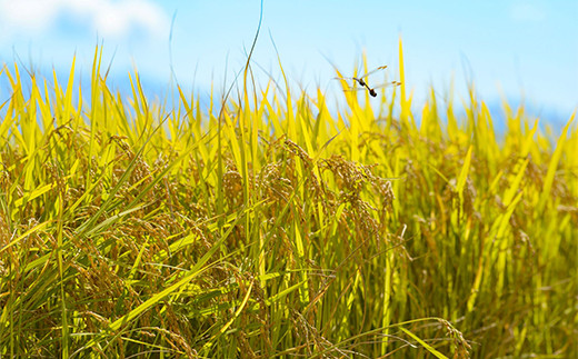 山形県南陽市のふるさと納税 レトルトパック 「特別栽培米 夢ごこち 玄米ごはん」 160g×24パック 『(株)黒澤ファーム』 米 玄米 ご飯 レトルト 保存食 非常食 備蓄 防災 山形県 南陽市 [2328]