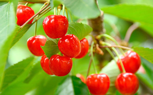 山形県南陽市のふるさと納税 【令和8年産先行予約】 さくらんぼ 「佐藤錦」 約1kg (秀 L以上) バラ詰め 《令和8年6月上旬～発送》 『生産者おまかせ』 サクランボ 果物 フルーツ 産地直送 山形県 南陽市 [881]