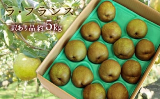 【令和8年産先行予約】 〈訳あり品 家庭用