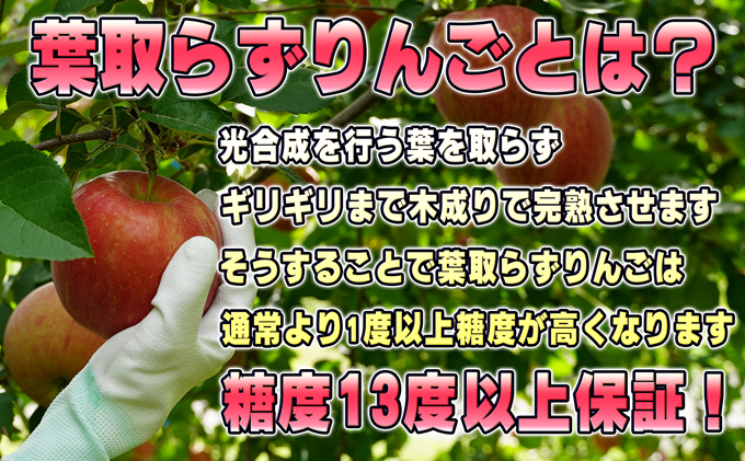 青森県鶴田町のふるさと納税  2月発送【 糖度保証 】家庭用 葉取らず サンふじ 約 5kg【 訳あり 】鶴翔りんごGAP部会 青森県産 津軽産 リンゴ 林檎 果物 フルーツ デザート 甘味