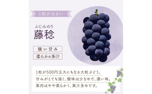 大阪府泉南市のふるさと納税 泉州ぶどう 泉州の黒ぶどう3種食べ比べセット【065C-002】