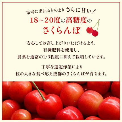 さくらんぼ 2027年発送 北海道 仁木町産 佐藤錦 1kg(500g×2)Lサイズ