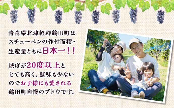 青森県鶴田町のふるさと納税 【 数量限定 】芽実農園 農家直送 スチューベン 約 2kg【 9月 ～ 1月発送 】青森県鶴田町産 果物 フルーツ ぶどう おやつ デザート 食後 冬ぶどう