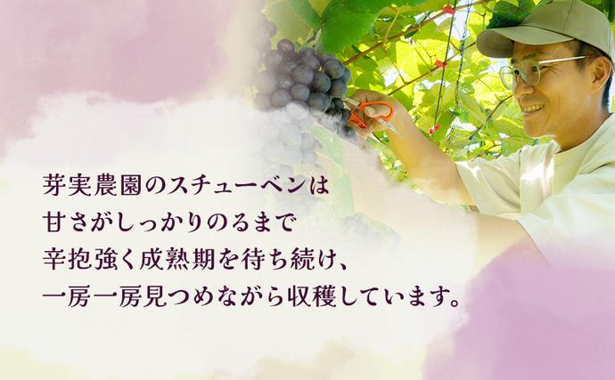 青森県鶴田町のふるさと納税 【 数量限定 】芽実農園 農家直送 スチューベン 約 2kg【 9月 ～ 1月発送 】青森県鶴田町産 果物 フルーツ ぶどう おやつ デザート 食後 冬ぶどう