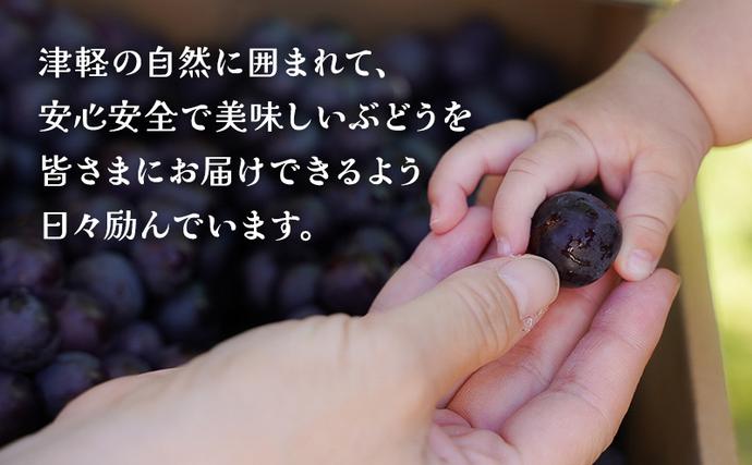 青森県鶴田町のふるさと納税 【 数量限定 】芽実農園 農家直送 スチューベン 約 2kg【 9月 ～ 1月発送 】青森県鶴田町産 果物 フルーツ ぶどう おやつ デザート 食後 冬ぶどう