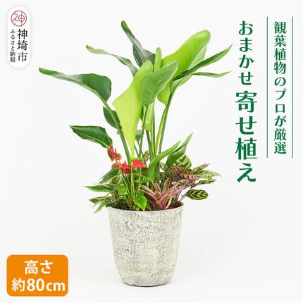 オリジナルアレンジ観葉植物 Lサイズ【寄せ植え インテリア リビング