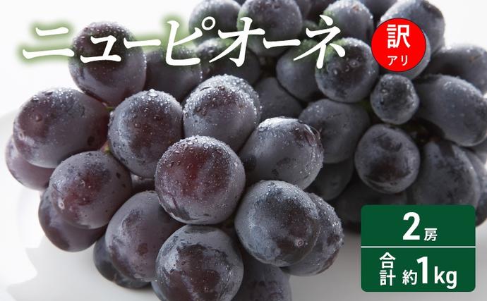 岡山県高梁市のふるさと納税 訳あり ぶどう ニューピオーネ 2房 合計約1kg 岡山県 高梁市産 2026年 先行予約 常温 フルーツ 葡萄 ブドウ 種無し 産地直送 大粒 爽やか 食べやすい