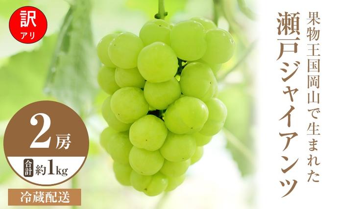 岡山県高梁市のふるさと納税 【2026年 先行予約】【訳あり品】 瀬戸ジャイアンツ 2房 合計約1kg 冷蔵配送 ぶどう 葡萄 フルーツ 果物 岡山 岡山のぶどう 食後 デザート 産地直送 皮ごと 酸味が少ない 爽やか 甘い