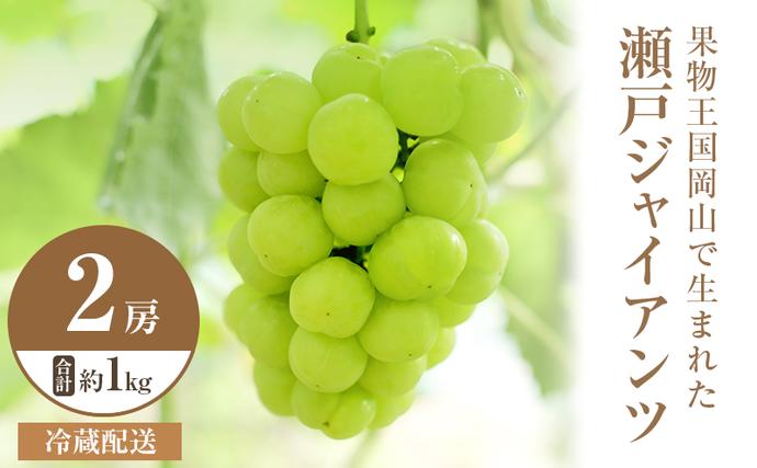岡山県高梁市のふるさと納税 2025年 先行予約 瀬戸ジャイアンツ 2房 合計約1kg 冷蔵配送 ぶどう 葡萄 フルーツ 果物 岡山 岡山のぶどう 食後 デザート 産地直送 皮ごと 酸味が少ない 爽やか 甘い