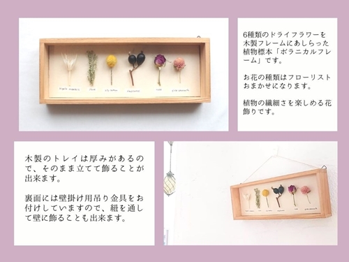 植物標本 ボタニカルフレーム フローリスト お任せ♪ ／ HANARA