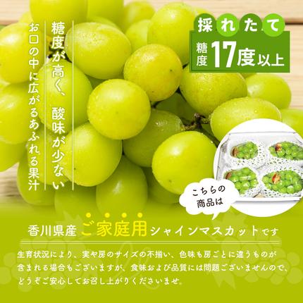 香川県東かがわ市のふるさと納税 「9月30日までの食卓応援品」  シャインマスカット  2房～5房（約2kg） 家庭用 マスカット 葡萄 ぶどう ブドウ フルーツ 果物 くだもの 果実 旬の果物 旬のフルーツ 香川 香川県 東かがわ市