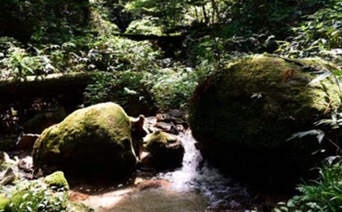 愛知県日進市のふるさと納税 杲流 純米吟醸 夢吟香 720ml お酒 日本酒 純米吟醸酒