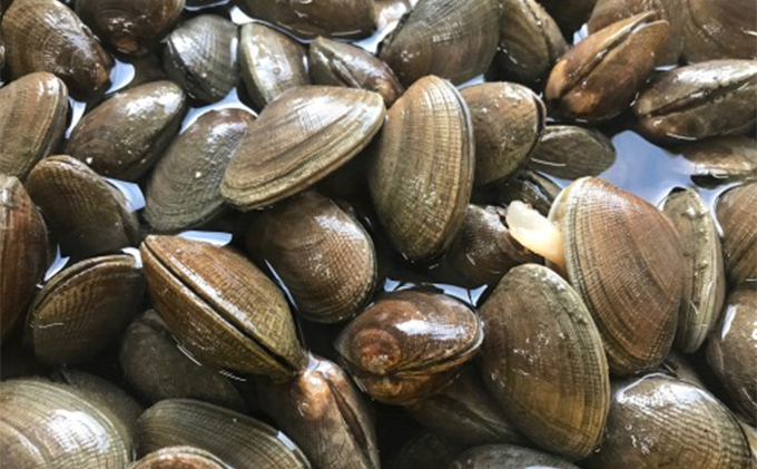 北海道厚岸町のふるさと納税 厚岸町産 干しカキえもん 生牡蠣 あさり セット 魚貝類 干物 純厚岸産牡蠣 旨味 海の幸 乾物 海の幸セット 詰め合わせ