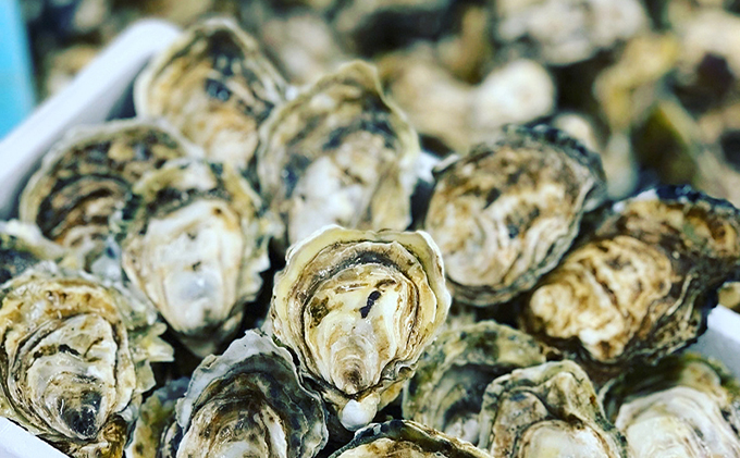 北海道厚岸町のふるさと納税 厚岸町産 「カキえもん物語」 カキえもん 干しカキえもん セット 魚貝類 干物 生牡蠣 純厚岸産牡蠣 旨味 海の幸 乾物 海産物詰め合わせ