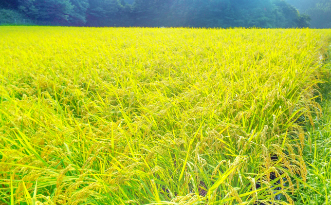 島根県美郷町のふるさと納税 令和7年産 美郷きぬむすめ 10kg（5kg×2袋）【米 お米 精米 白米 ブランド米 きぬむすめ 10kg 5kg×2袋 2025年産】