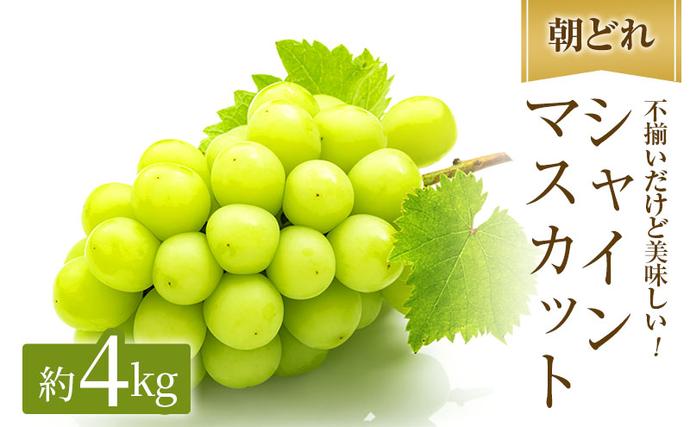 岡山県高梁市のふるさと納税 早期受付 シャインマスカット 満杯詰め 約4kg以上 ご家庭用 辻葡萄園 ぶどう 葡萄 フルーツ 果物 岡山県産 岡山のぶどう 食後 デザート おやつ