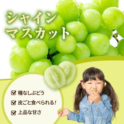 岡山県高梁市のふるさと納税 早期受付 シャインマスカット 満杯詰め 約4kg以上 ご家庭用 辻葡萄園 ぶどう 葡萄 フルーツ 果物 岡山県産 岡山のぶどう 食後 デザート おやつ