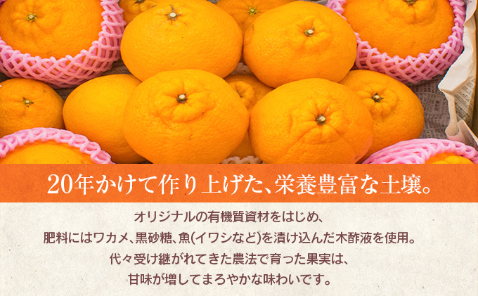 宮崎県日南市のふるさと納税 先行予約 訳あり 海藻木酢 不知火 計7kg以上 傷み補償分入り 期間限定 数量限定 フルーツ 果物 くだもの 柑橘 みかん 訳アリ 国産 食品 デザート おやつ おすそ分け おすすめ ご家庭用 ご自宅用 B品 傷 マーマレード 産地直送 宮崎県 日南市 送料無料_BBV2-24