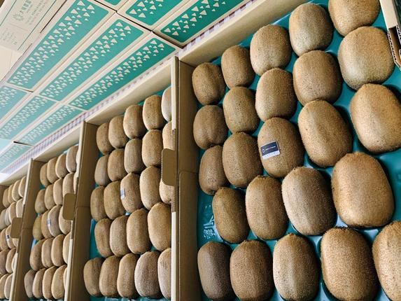 埼玉県春日部市のふるさと納税 【ヘイワード約3.6kg】贈答用大箱大晴農園のキウイフルーツ（BY004-2）