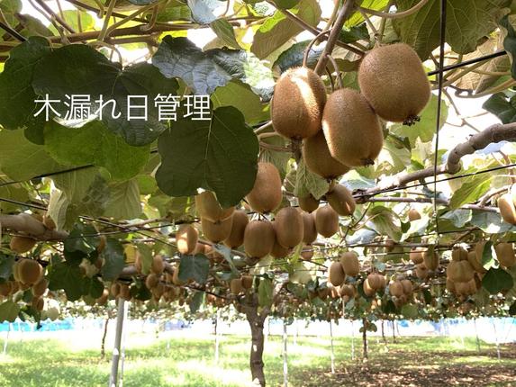 埼玉県春日部市のふるさと納税 【ヘイワード約3.6kg】贈答用大箱大晴農園のキウイフルーツ（BY004-2）