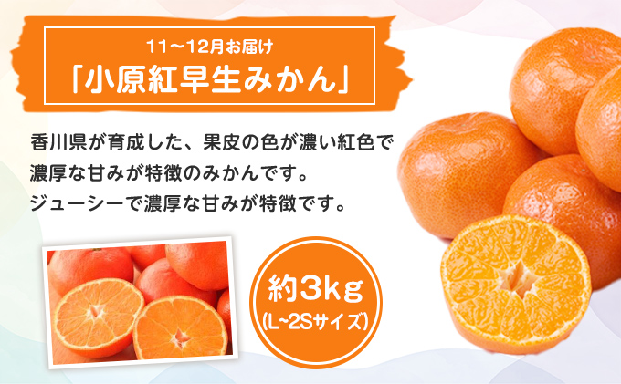 香川県綾川町のふるさと納税 特産 フルーツ 定期便 （年3回） 果物類 柑橘類 みかん いちご 苺 イチゴ ぶどう マスカット