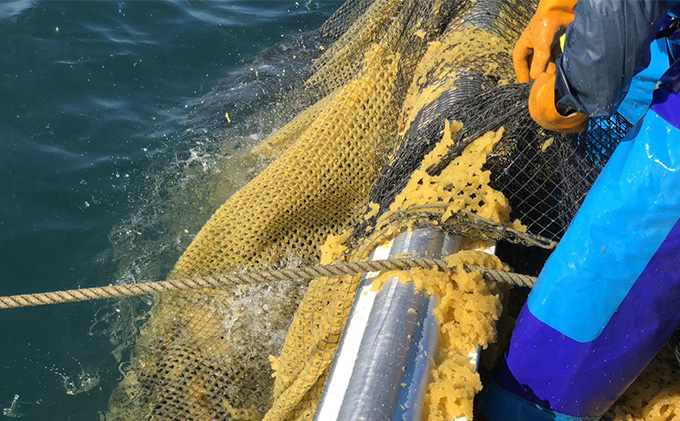 北海道枝幸町のふるさと納税 北隆丸 にしん半身4種セット1.2kg（12～16枚）一夜干・塩麹漬・西京漬・チャンジャ漬［300g（3～4枚入）×各1P］【 オホーツク枝幸産 魚貝類 干物 魚貝類 漬魚 味噌漬け 加工食品 北海道 オホーツク 枝幸 】