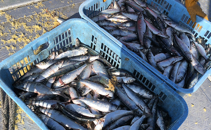 北海道枝幸町のふるさと納税 北隆丸 にしん半身4種セット1.2kg（12～16枚）一夜干・塩麹漬・西京漬・チャンジャ漬［300g（3～4枚入）×各1P］【 オホーツク枝幸産 魚貝類 干物 魚貝類 漬魚 味噌漬け 加工食品 北海道 オホーツク 枝幸 】